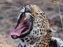 The 'Basille' female Leopard....