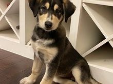 My niece’s new puppy, Stevie!