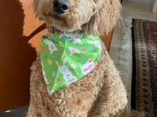 Poppy in her Easter finery. 