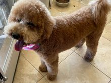 After the bath and blow out at the groomer!