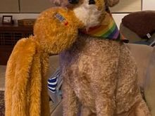 Poppy says she thinks Mary’s dogs might be distant cousins on the poodle side of the family. 