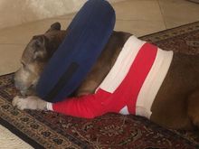 Cody is recovering from surgery to remove a mass on his elbow. Final bandages come off Monday. But I think he is handsome in red. 