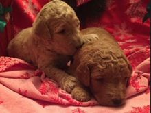 Three weeks old