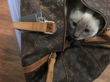 Layla wants to go with me.
