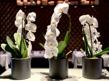 Stunning Orchid display