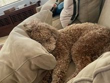 Poppy feels the same way ...