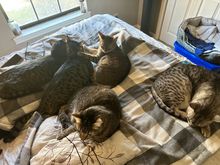 Others taking care of Grammy