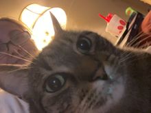 Traveling so FaceTimed home to talk to the cats.  “Mama why aren’t you here so I can ignore you?”