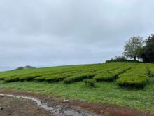 This is the Tea Fields 