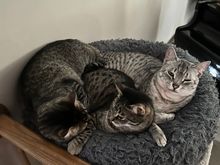 You’d think we didn’t have plenty of cat beds in our house.
