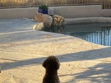 Poppy keeping watch. We feel very safe! 😊