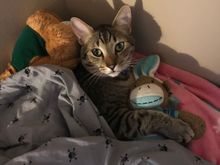 George and his sock monkey.