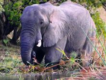 Very exciting, my very first African elephant sighting on the way back