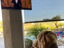 And tonight, watching the Oscars outside. 