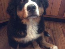 My sister’ Bernie puppy