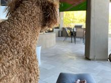 Beautiful day so Poppy and I decided to watch the game outside 