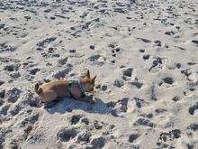 Diwata resting after running all out for 10 minutes on Haulover Beach in South Florida