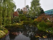 Water lilly garden