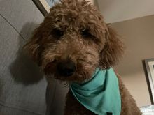 The cold nose I woke up to this morning. 