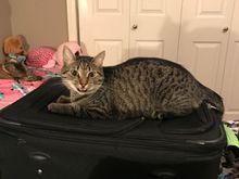 Fred wanted to come with me.