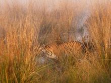 This was the first female tigress we saw. She had two cus but they were not seen with her as she was hunting. 