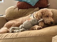 Poppy prefers something a little more cushy. With Bunny. 