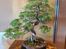 Bonsai tree in executive lounge