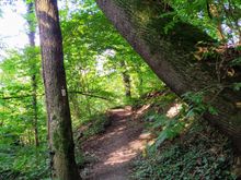 The part of the walk between Blankenstein and Haus Kemnade passed through woods high above the Ruhr river 