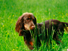 Our field spaniel Katie