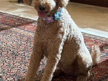 Happy Easter from Poppy!