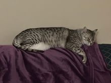 Anpu got tired supervising my packing for a trip.