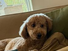 Poppy showed a little side eye when informed I wouldn’t be home for National Dog Day! I’ll be a day late!