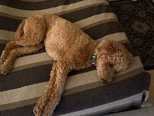 We’re in Hawaii. Poppy’s sitters say she is still depressed over the outcome of the game. We hadn’t realized she even cared. 