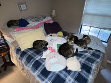 It’s their bed. 