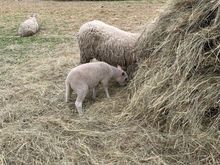 Sheep on the farm that the hotel is part of