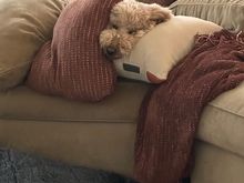 I think she wanted the Ravens to win. 