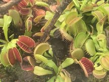 Most folks were loving up the orchids, but I have a lifelong obsession with carnivorous plants. 