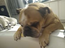 A bulldog wants in a tub