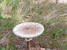 There were quite a few mushrooms on the Lommerheide hike, although it was still midsummer at the time of the hike