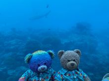Robin and Cheddar in their new hawaiian shirt look