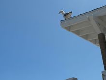 Seagulls. 