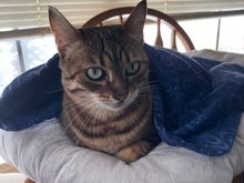 My work supervisor today was a strict taskmaster.  Slack off and she deploys the murder mittens