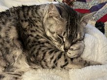 Anpu in repose