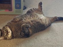 Always a good day to be a cat at our house.