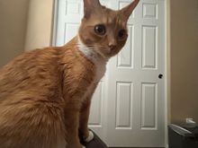 She’s standing on my chair. 