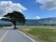The famous tree