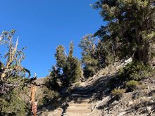 Steps of the trail through the grove 