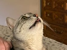 Anpu says happy tongues out Thursday 