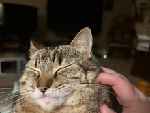 It’s rough being a cat at our house, obviously 