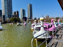 Pedal boats in Ueno Park